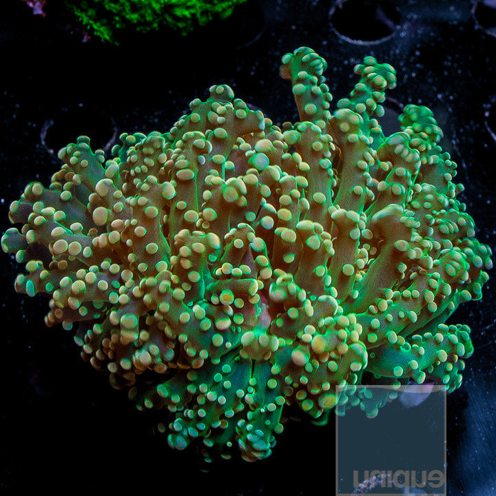 Euphyllia paradivisa Green Octospawn Single Head Stock Frag
