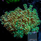Euphyllia paradivisa Green Octospawn Single Head Stock Frag