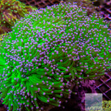 Unique Corals Hulk Torch-Single Head Stock