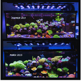 X4 Beast Mode SPS Lighting Bundle All Sizes