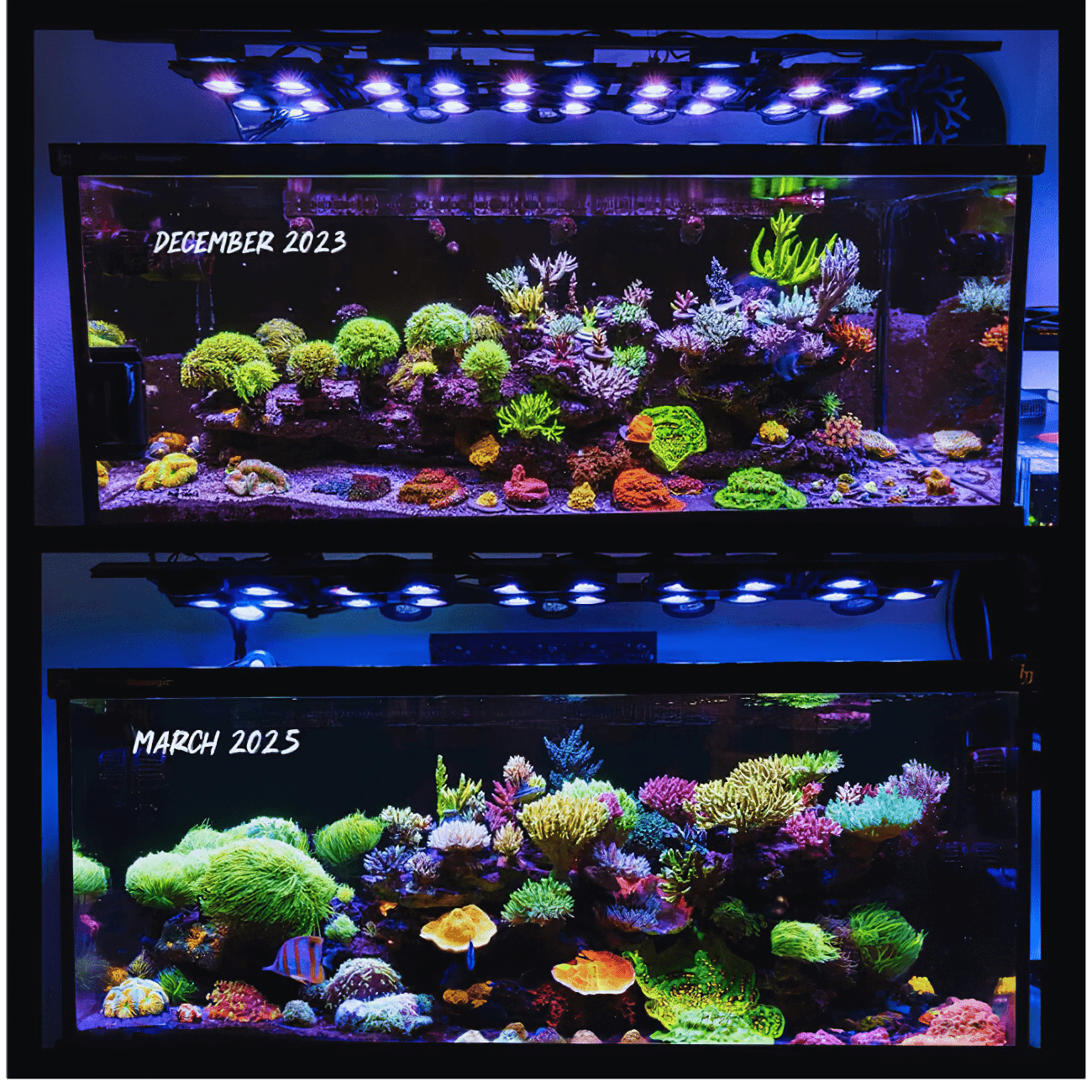 X4 + Rear Arm LED Bundle