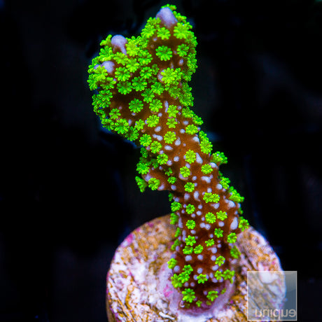 Unique Corals Neon Polyp Stellata Digi- Stock Frag