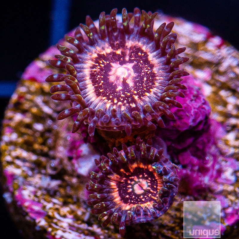 Pink Zipper Zoanthid-Stock Frag 3 Polyp