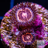 Pink Zipper Zoanthid-Stock Frag 3 Polyp
