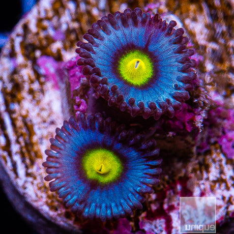 WWC AOI Zoanthid- Stock Frag 3 Polyp