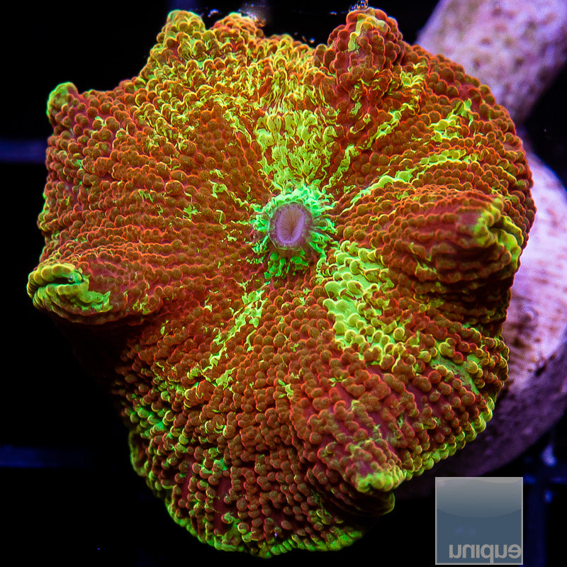 Electus Mushroom-WYSIWYG