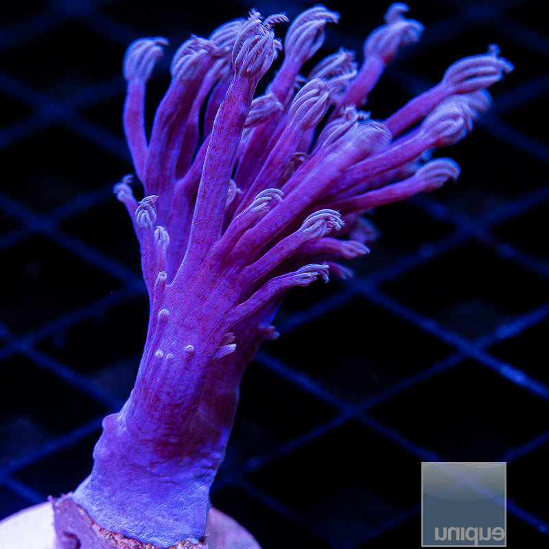 Unique Corals Blue Cespitularia-Stock Frag