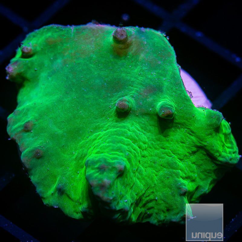Green Cabbage Coral- Stock