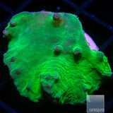 Green Cabbage Coral- Stock