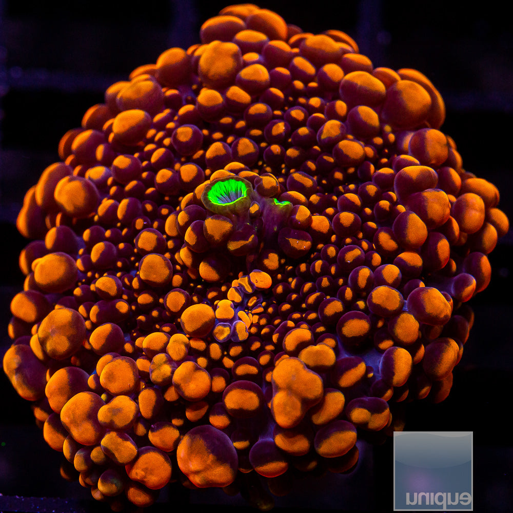 UC Super Orange Ricordea Yuma Mushroom