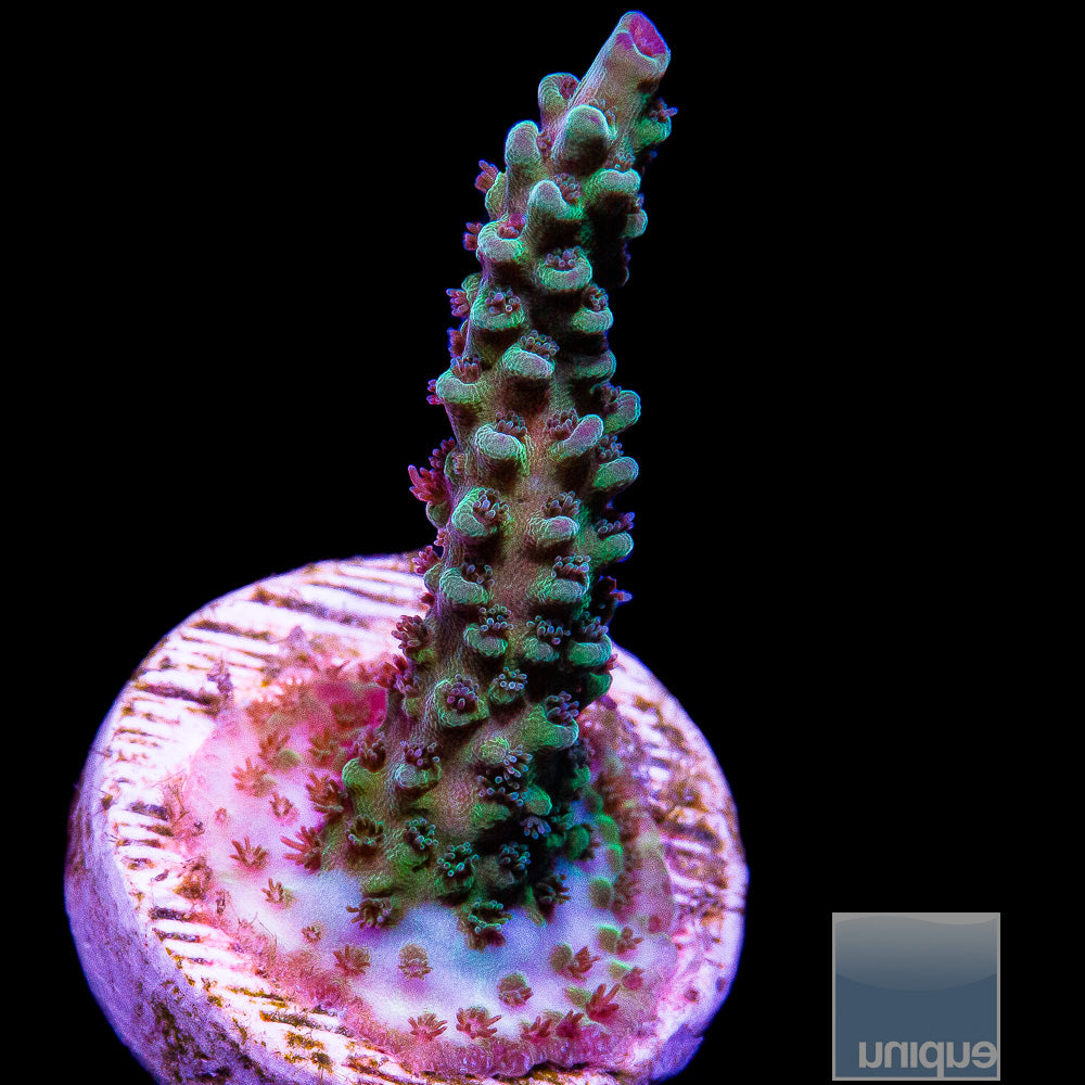 Unique Corals Gatorade