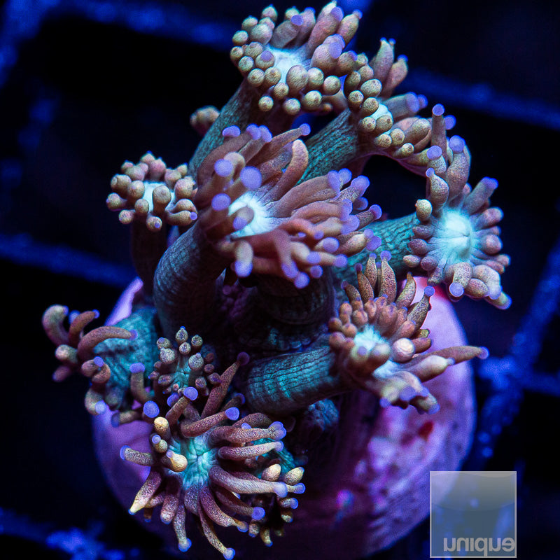 Unique Corals Teal Goniopora-Stock Frag
