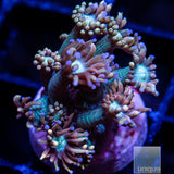 Unique Corals Teal Goniopora-Stock Frag