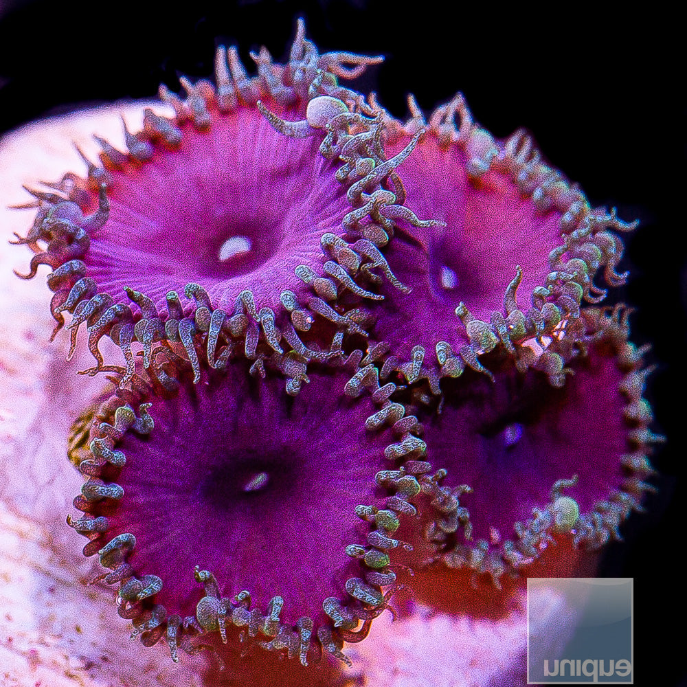 Purple Death Palythoa- Stock Frag 3 Polyp