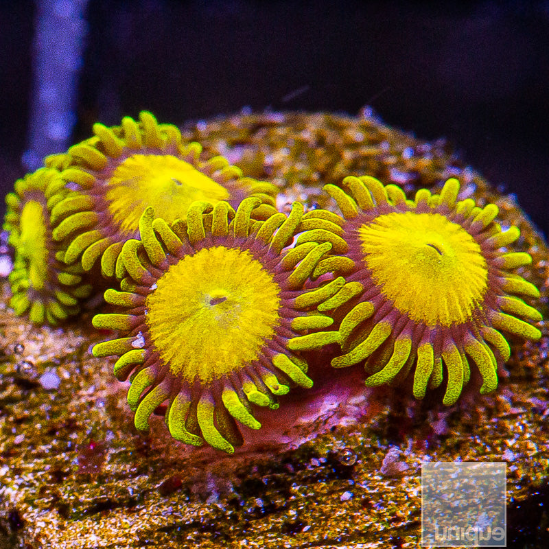 King Midas Zoanthid-Stock Frag