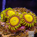 King Midas Zoanthid-Stock Frag