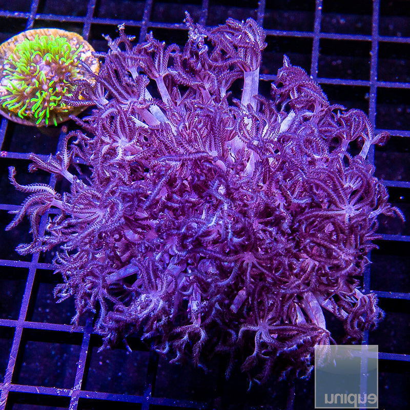 Silver Xenia- Stock Frag