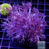 Silver Xenia- Stock Frag