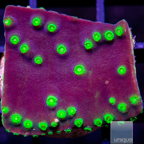 Unique Corals Constellation Turbinaria-Stock