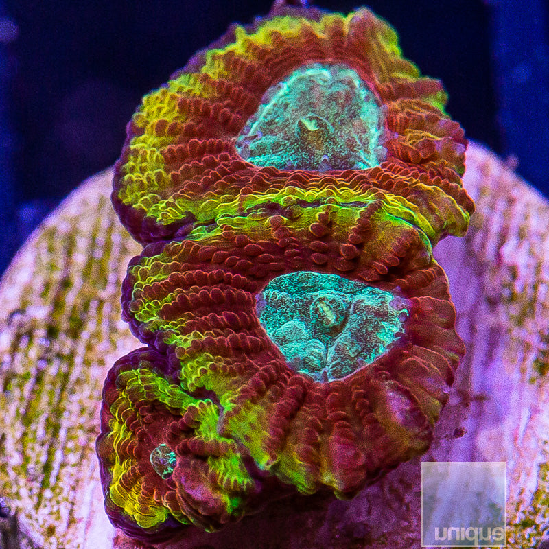 Unique Corals Ultron Favia-Stock