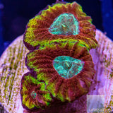Unique Corals Ultron Favia-Stock