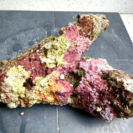 Australian Coral Sea Premium Branch Rock- WYSIWYG