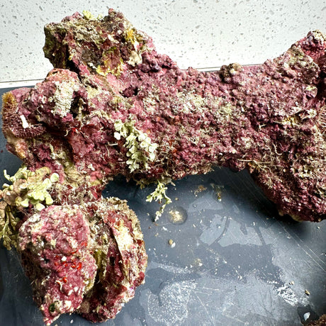 Australian Coral Sea Premium Branch Rock- WYSIWYG