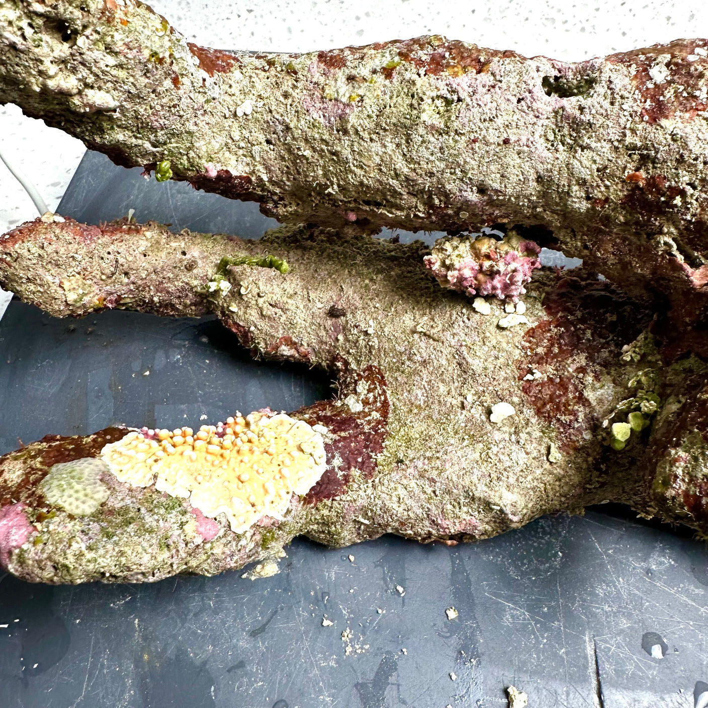 Australian Coral Sea Premium Branch Rock- WYSIWYG (Free 2 day shipping!)