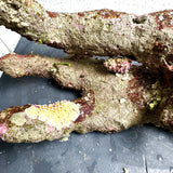 Australian Coral Sea Premium Branch Rock- WYSIWYG (Free 2 day shipping!)
