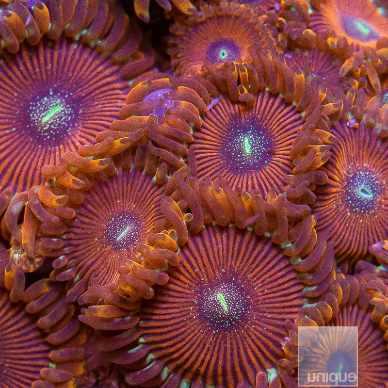 Magician Zoanthid-Stock Frag