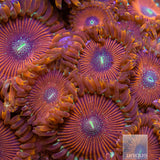 Magician Zoanthid-Stock Frag
