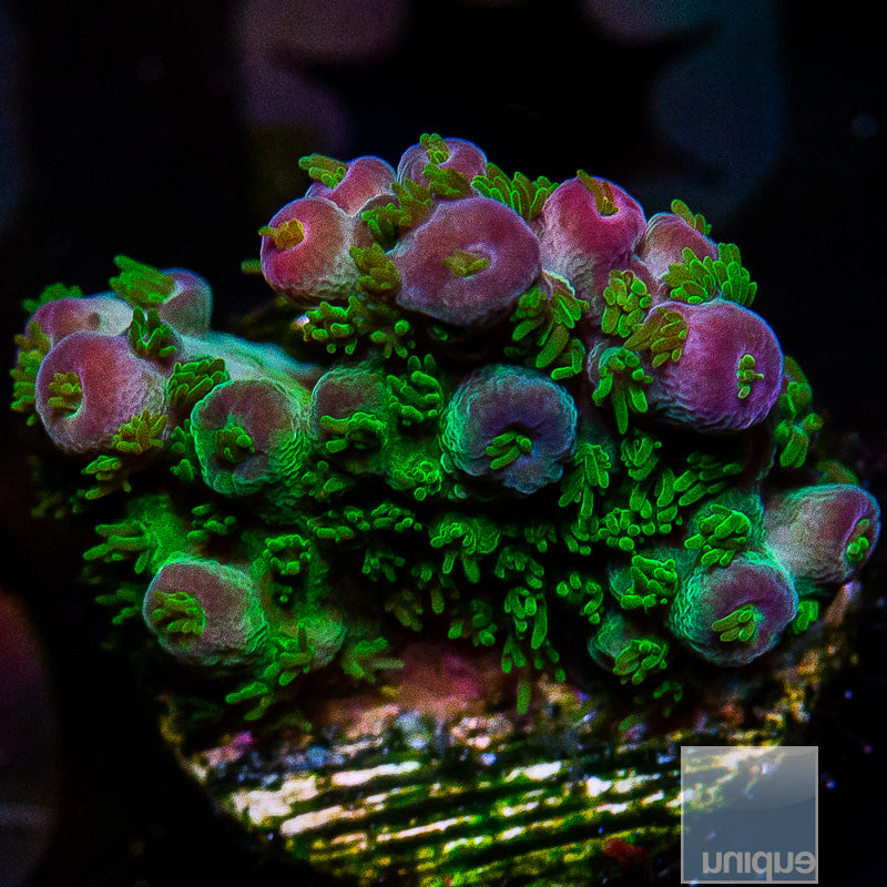 Marvin the Martian-WYSIWYG