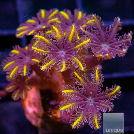 Unique Corals Papaya Clove Polyp-Stock Frag