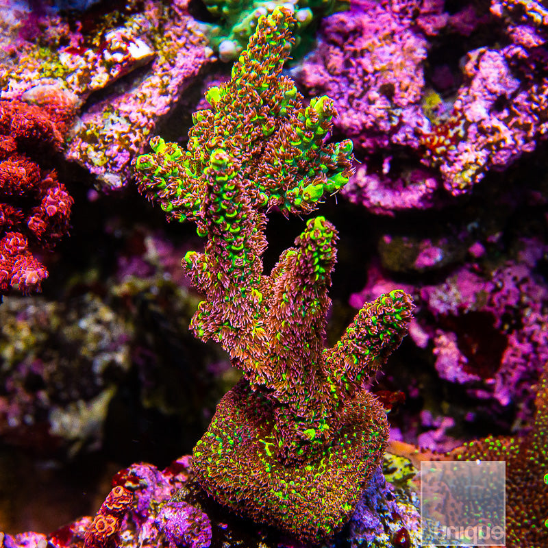 Pink Floyd Acropora