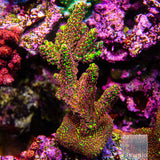 Pink Floyd Acropora