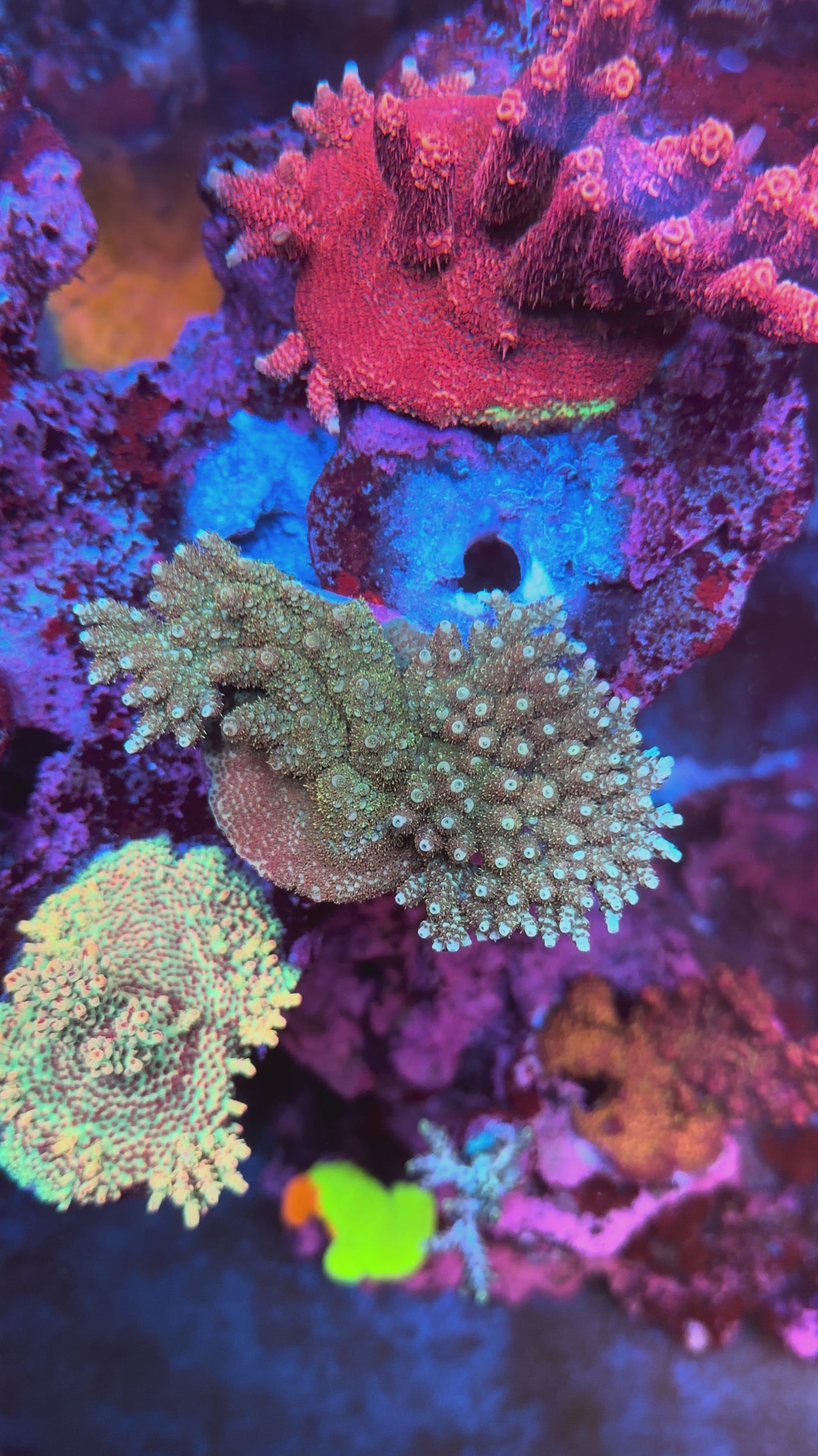 UC True Tabling Acropora