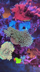 UC True Tabling Acropora