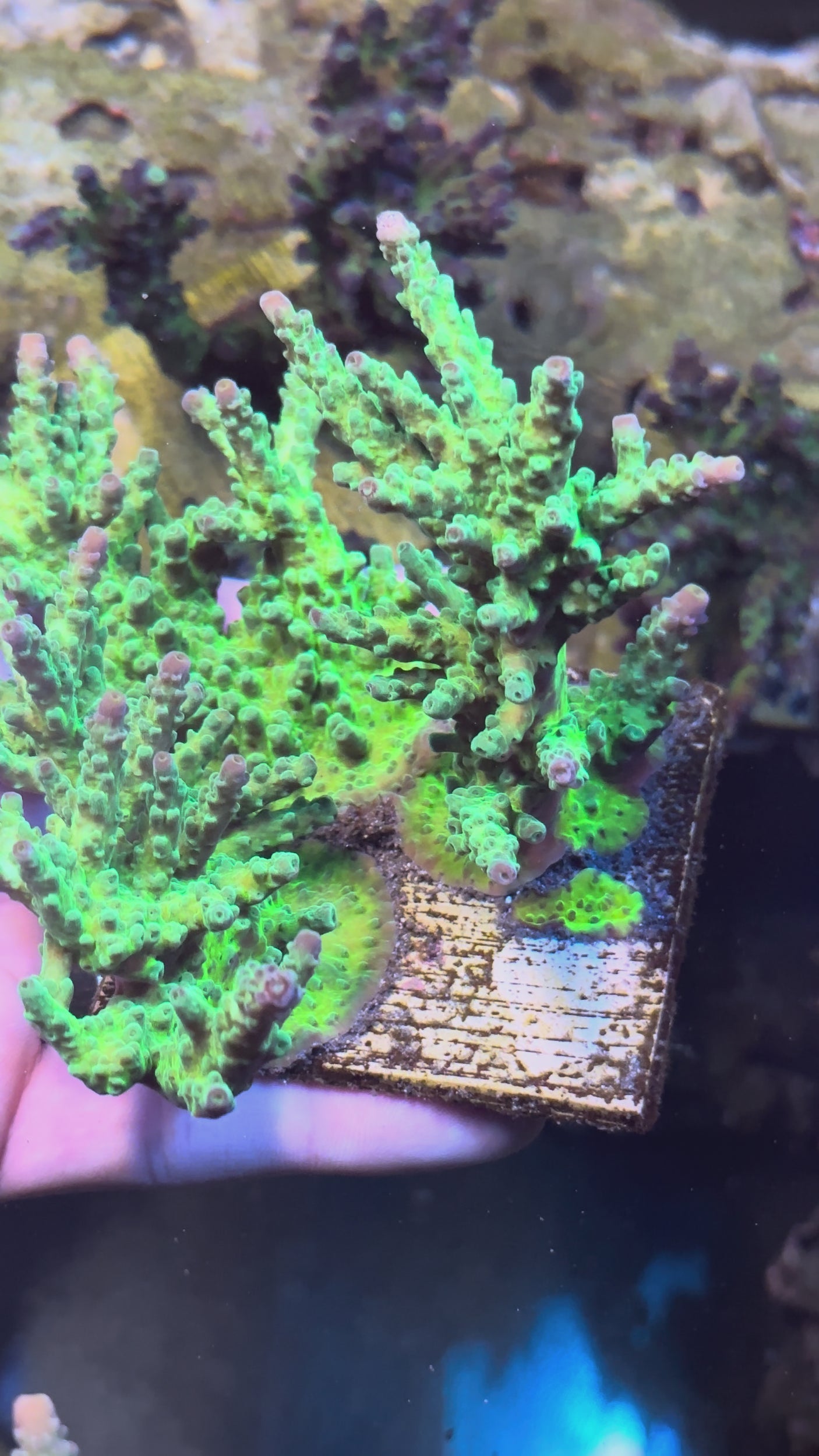 Unique Corals Incredible Hulk- Stock Frag