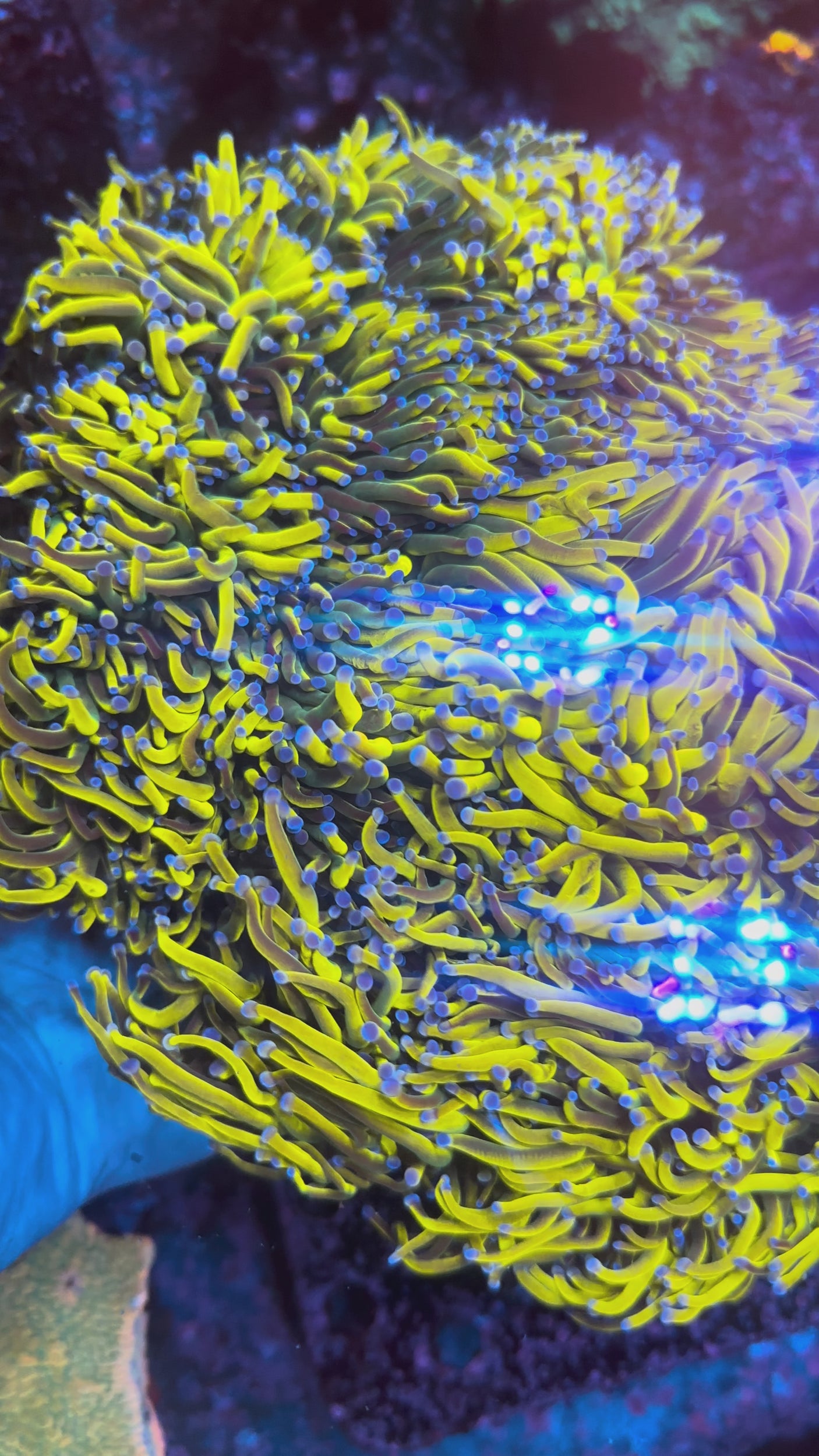 Euphyllia 3 Frag Pack-WYSIWYG