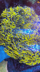 Euphyllia 3 Frag Pack-WYSIWYG