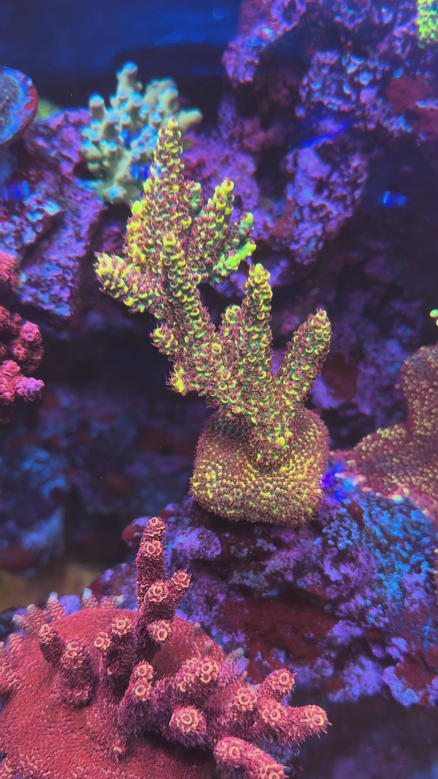 Pink Floyd Acropora