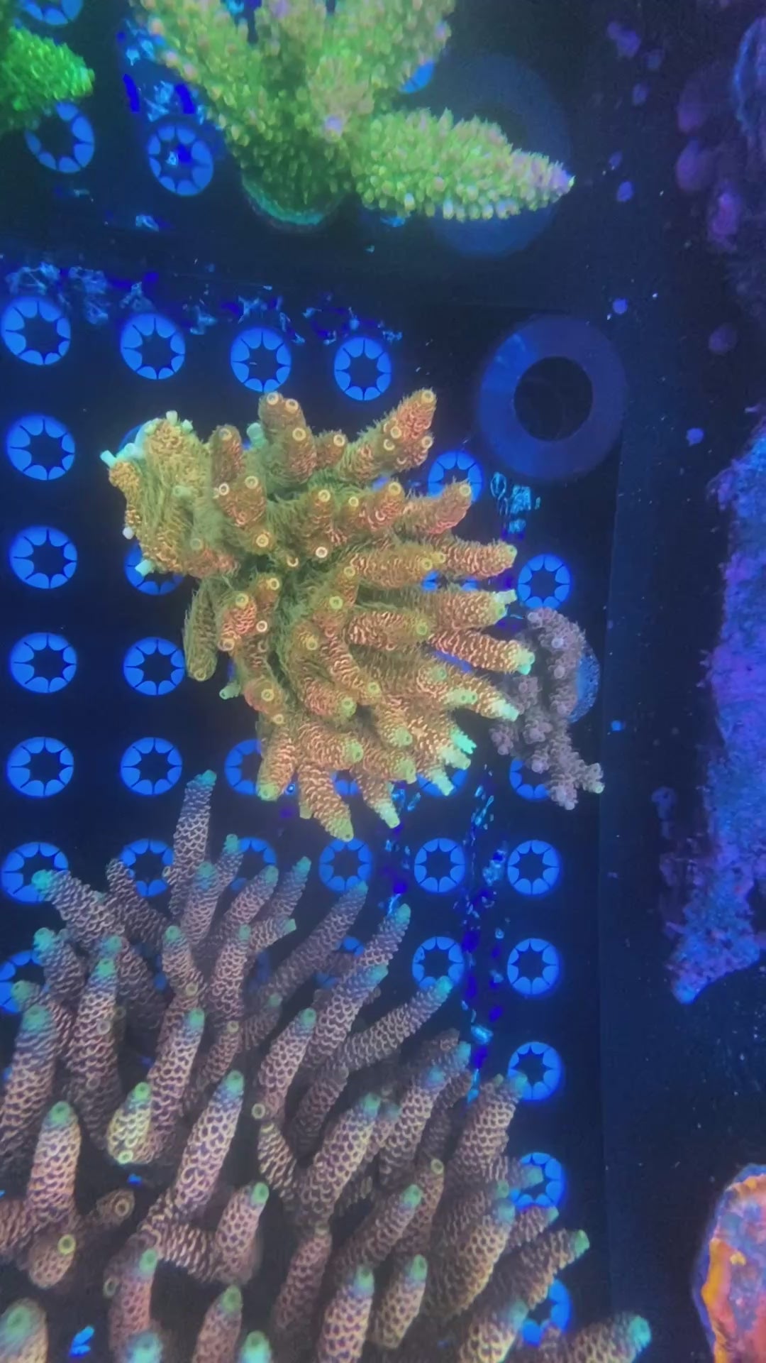 Solomon Islands Millepora Colony-WYSIWYG