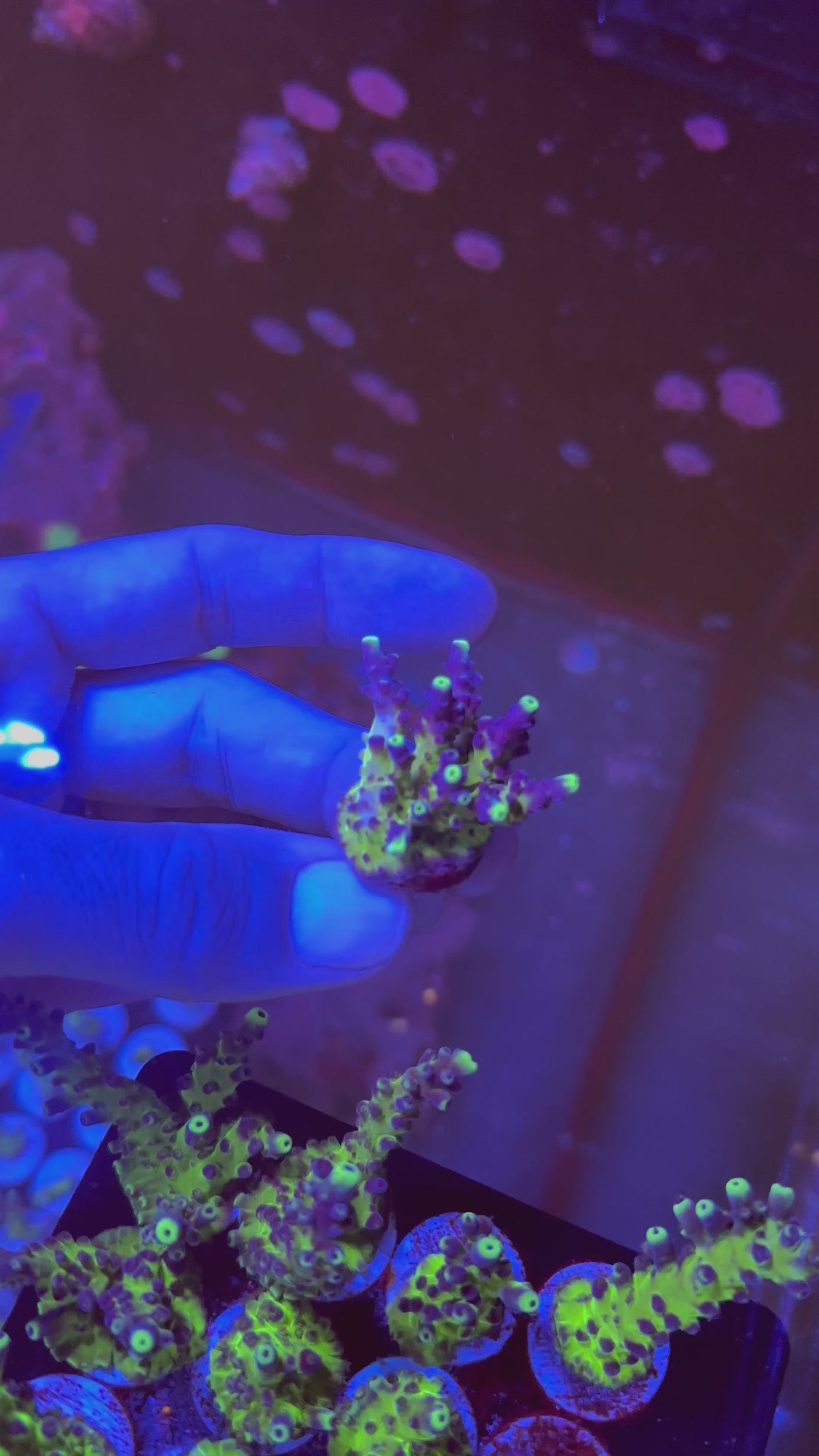 Unique Corals Miyagi Tort- Stock Coral Frag