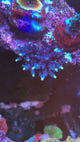 UC Blue Flame