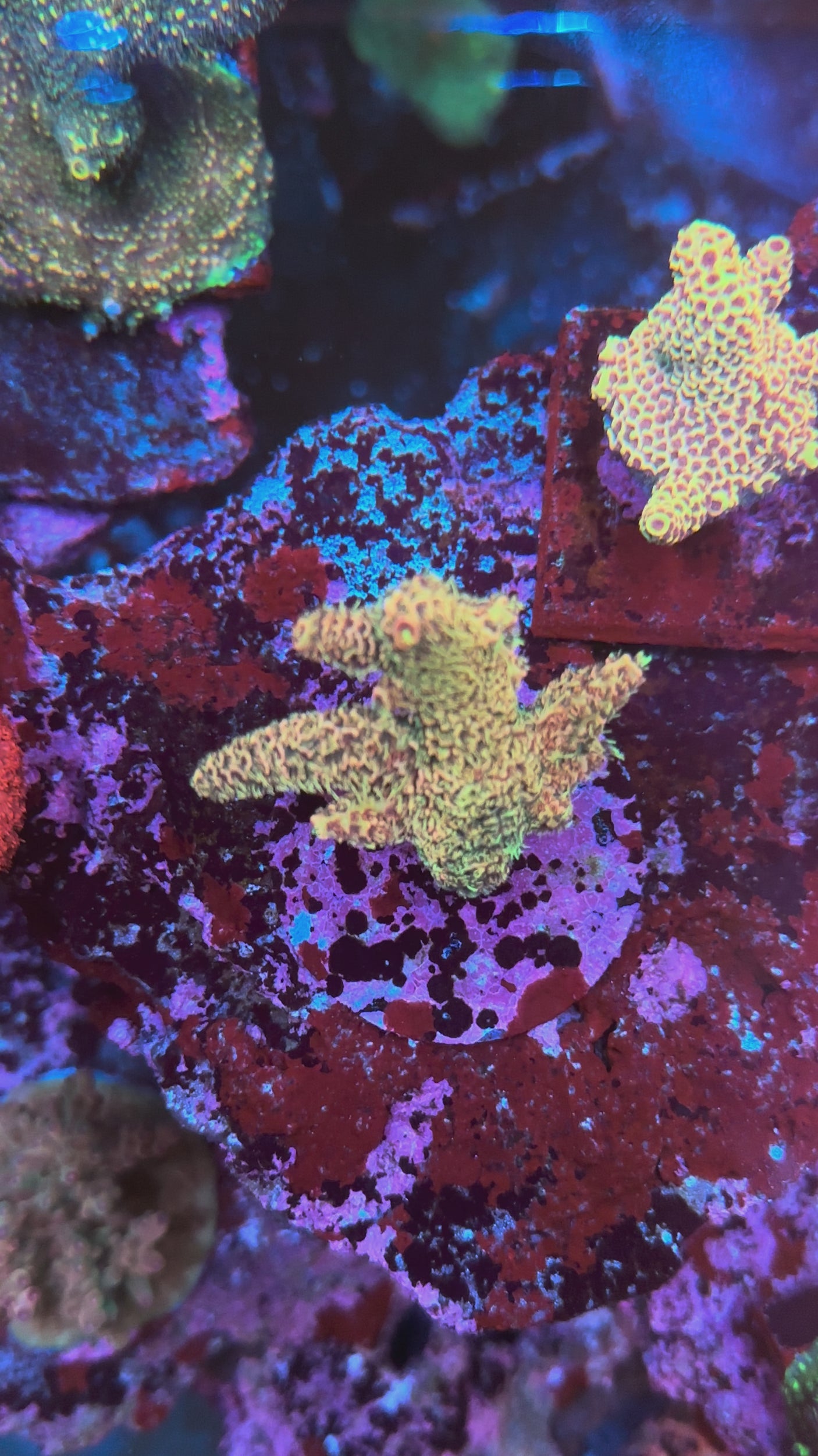 UC Golden Hour Spathulata