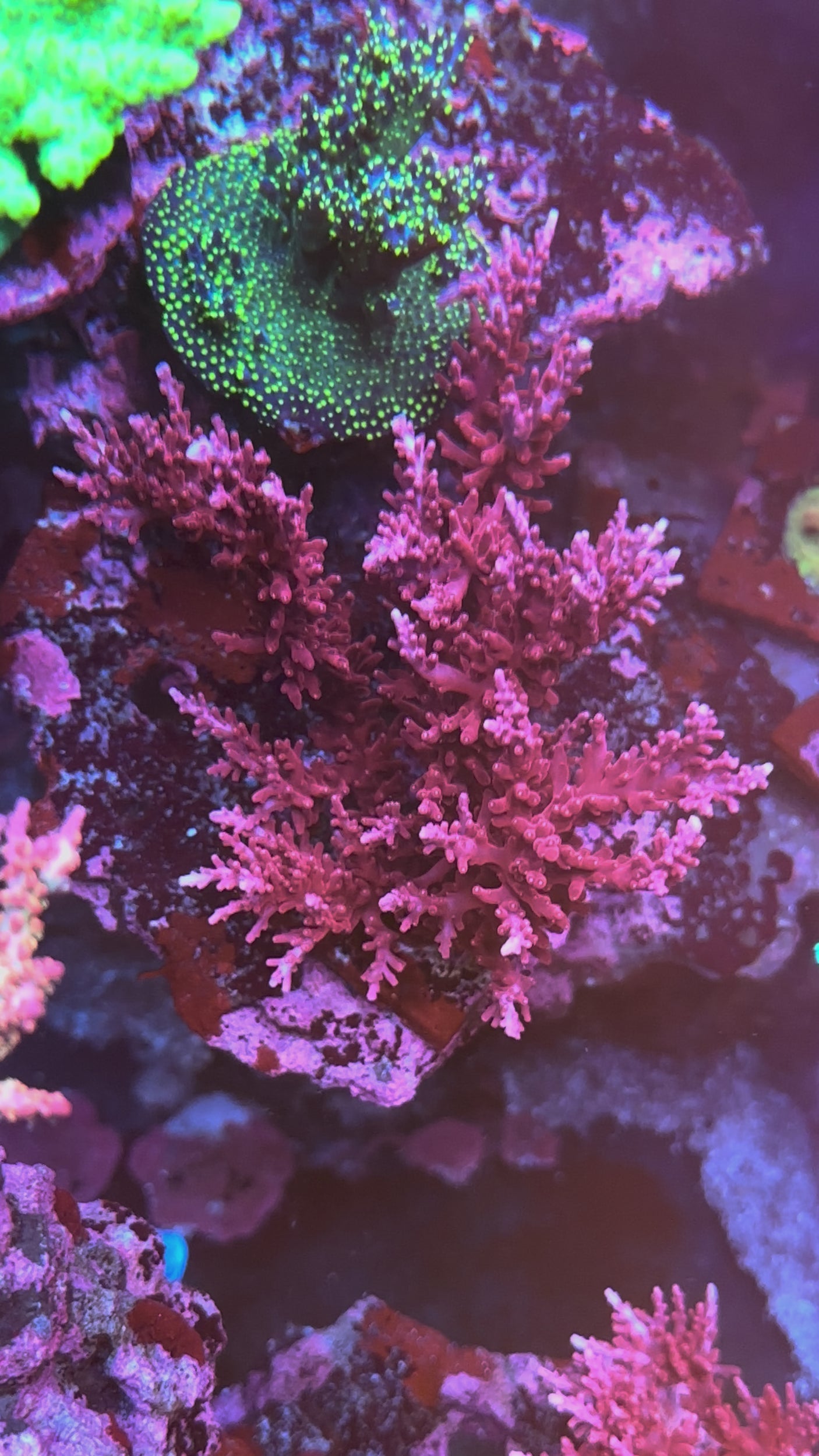 UC Signature- Red Dragon Acropora