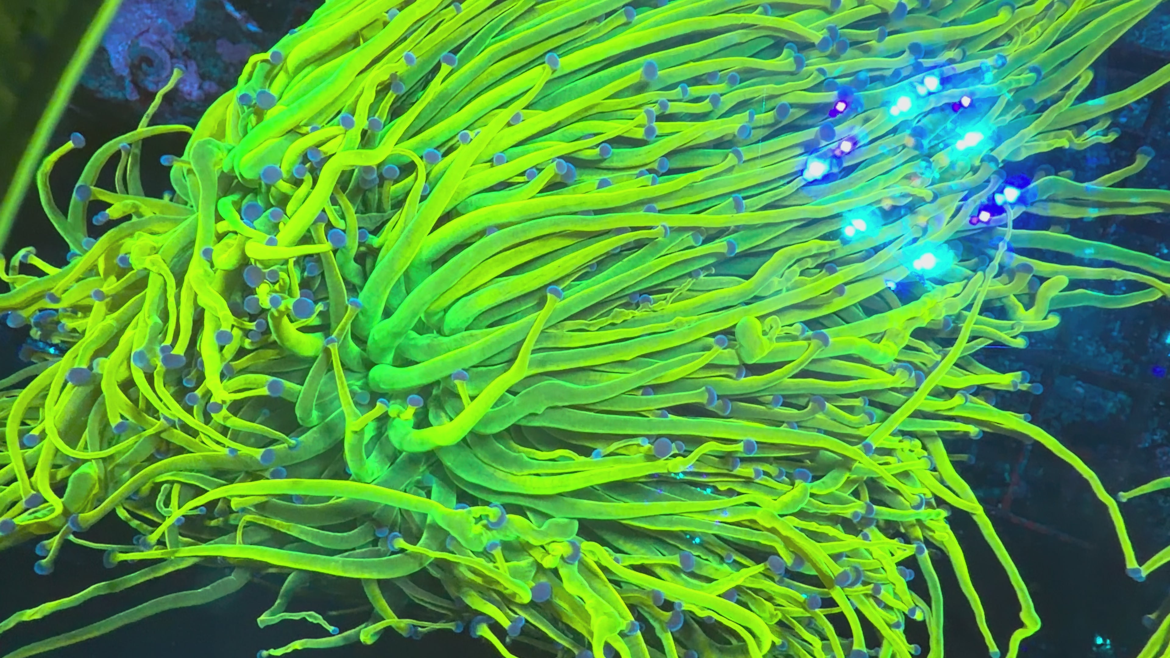 CC24 Torch Coral (single head) – UniqueCorals