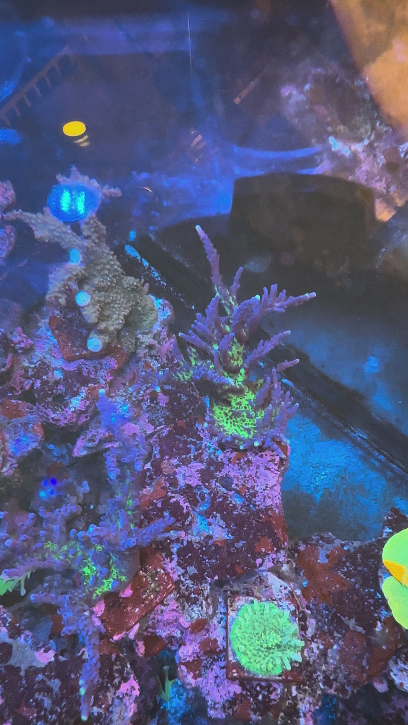 Unique Corals Miyagi Tort- Stock Coral Frag