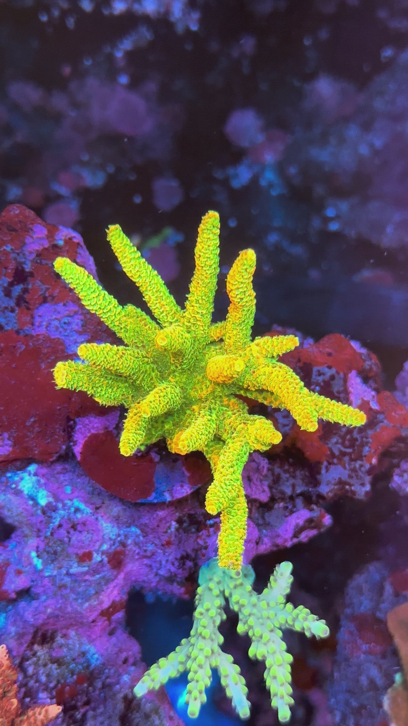 Aqua SD Rainbow Millepora