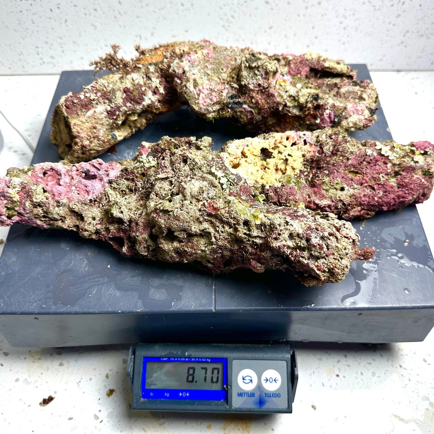 Australian Coral Sea Premium Branch Rock- WYSIWYG (Free 2 day shipping!)